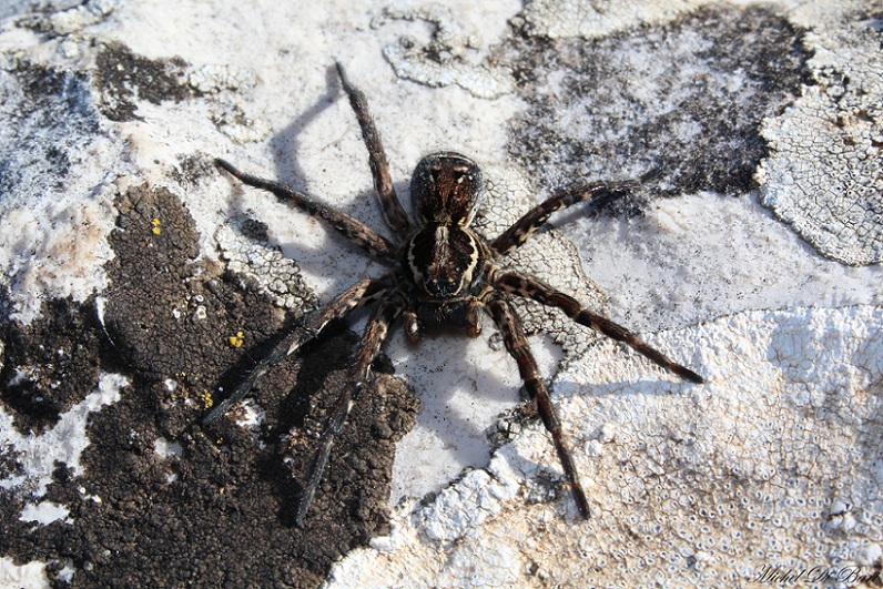Lycosa tarantula - San Giovanni Rotondo (FG)