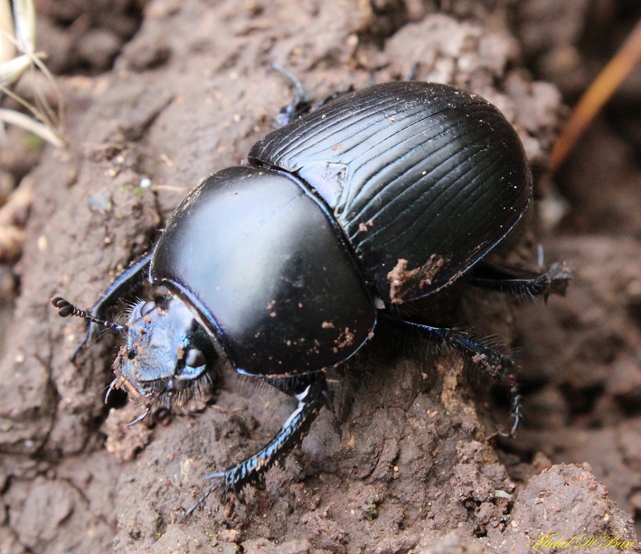 Geotrupes (s.s.) sp., Geotrupidae