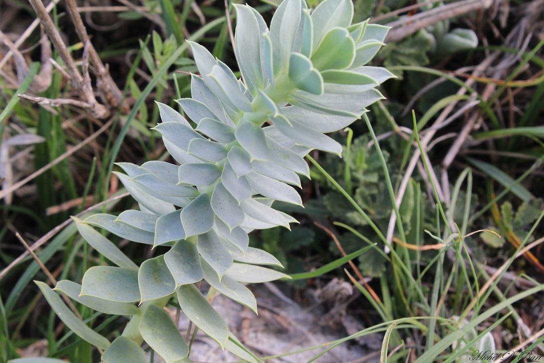 Euphorbia myrsinites