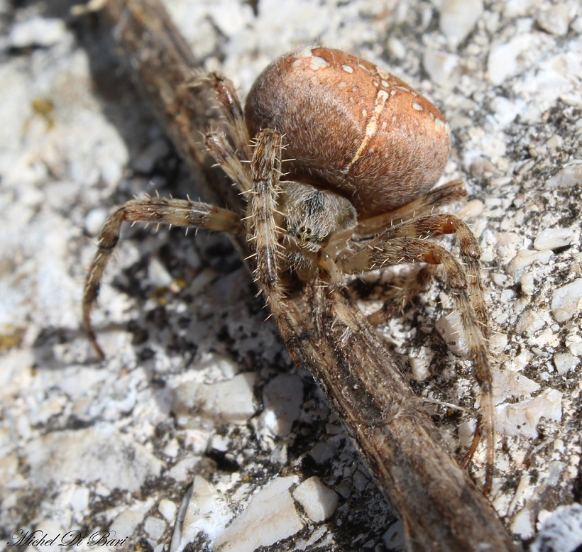 Araneus diadematus - Monte Sacro, Gargano (FG)