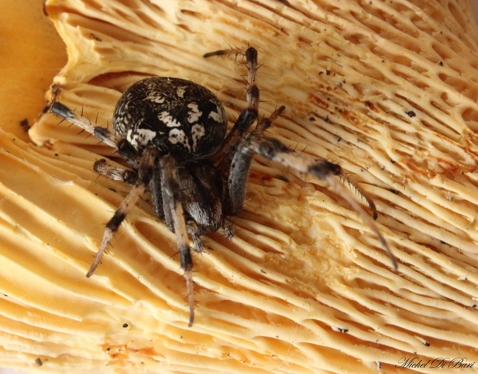 Neoscona byzanthina - Manfredonia (FG)