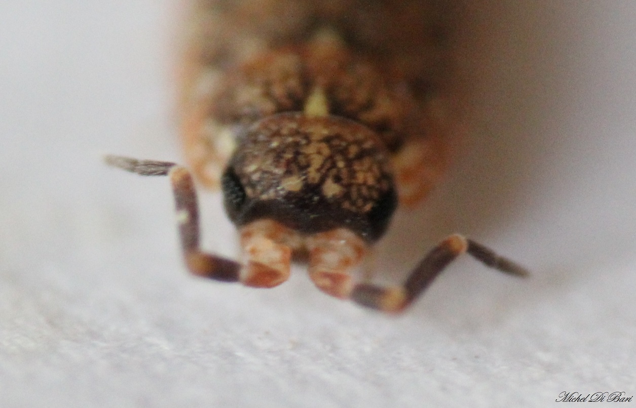 Piccolo isopode da ID
