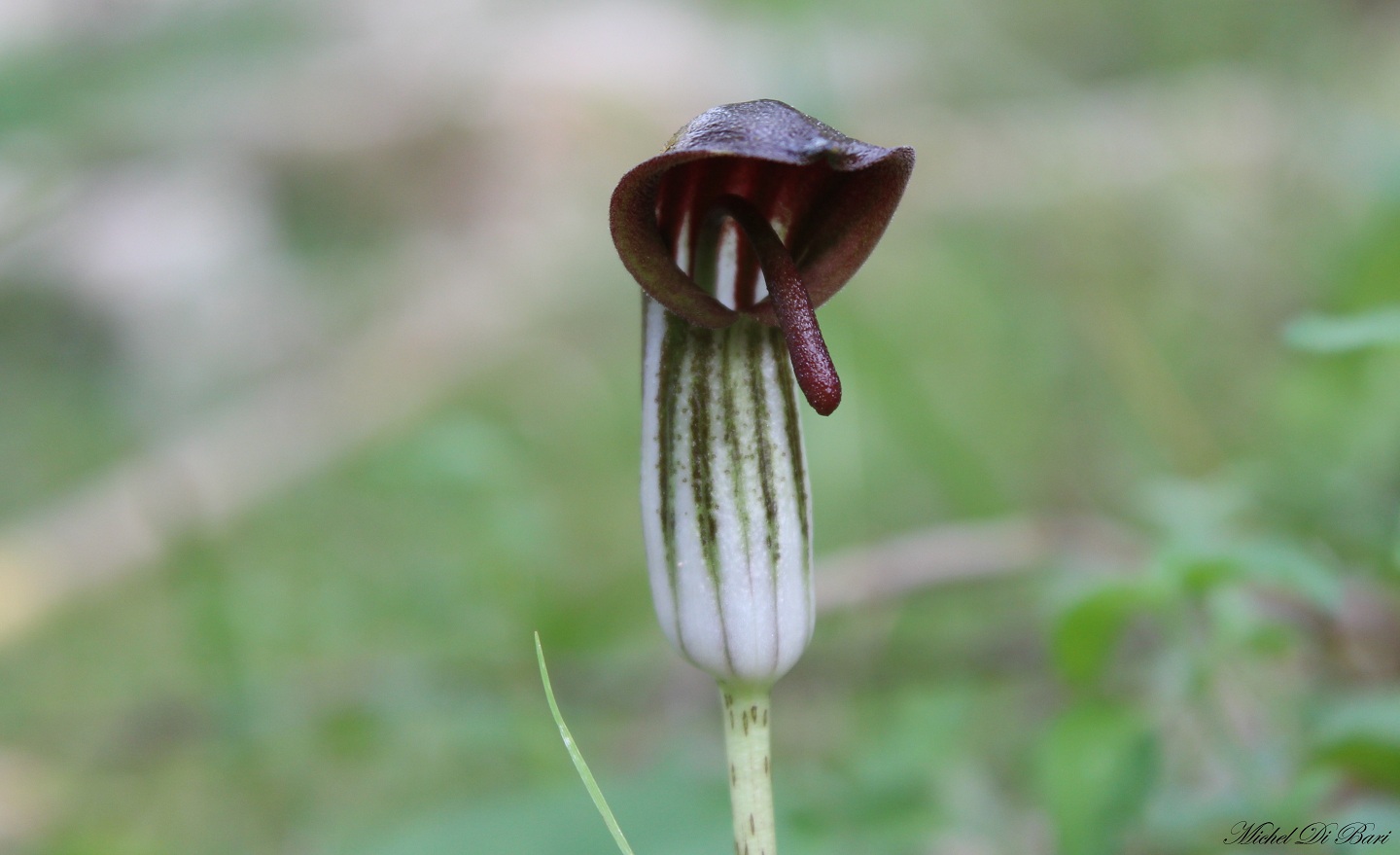 Arisarum vulgare