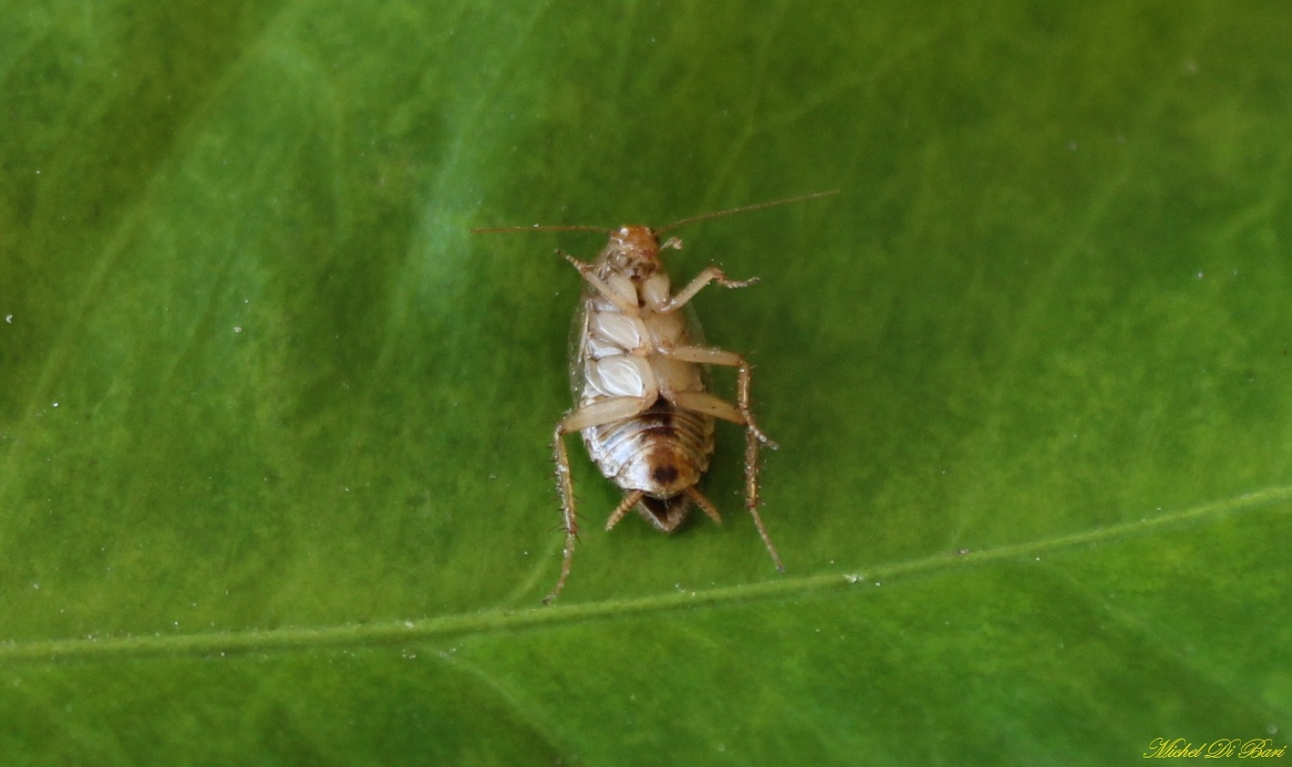 Ectobius sp.