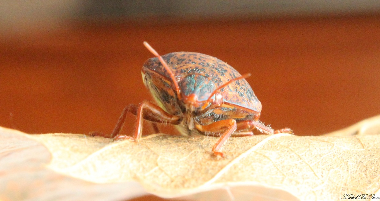 Scutelleridae: Solenosthedium bilunatum delle Puglie.
