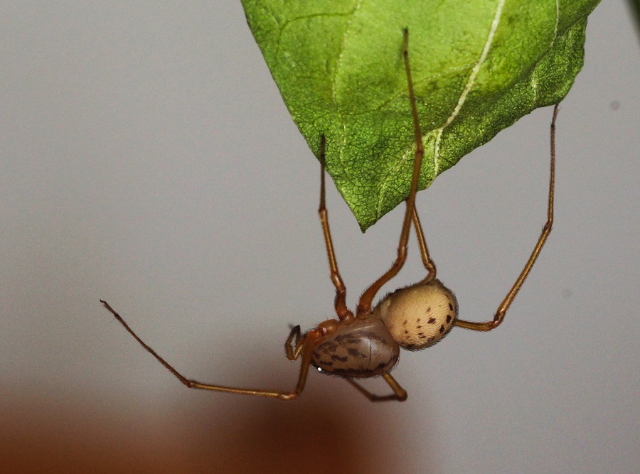 Scytodes sp. - Manfredonia (FG)