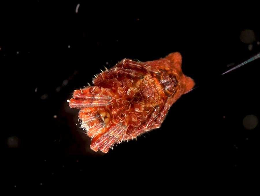 Giovane Cyrtophora citricola - Manfredonia (FG)