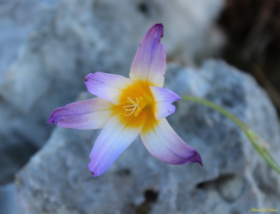 Romulea bulbocodium