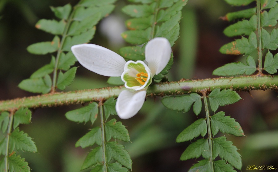 Galanthus nivalis