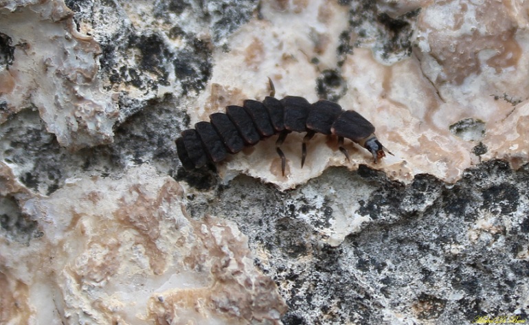 larva di Lampyris noctiluca