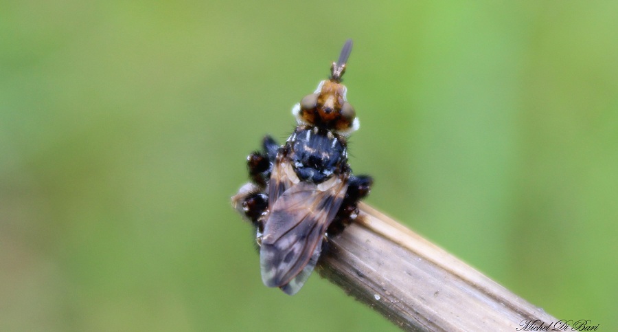 Conopidae: Myopa picta