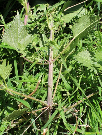 Urtica pilulifera