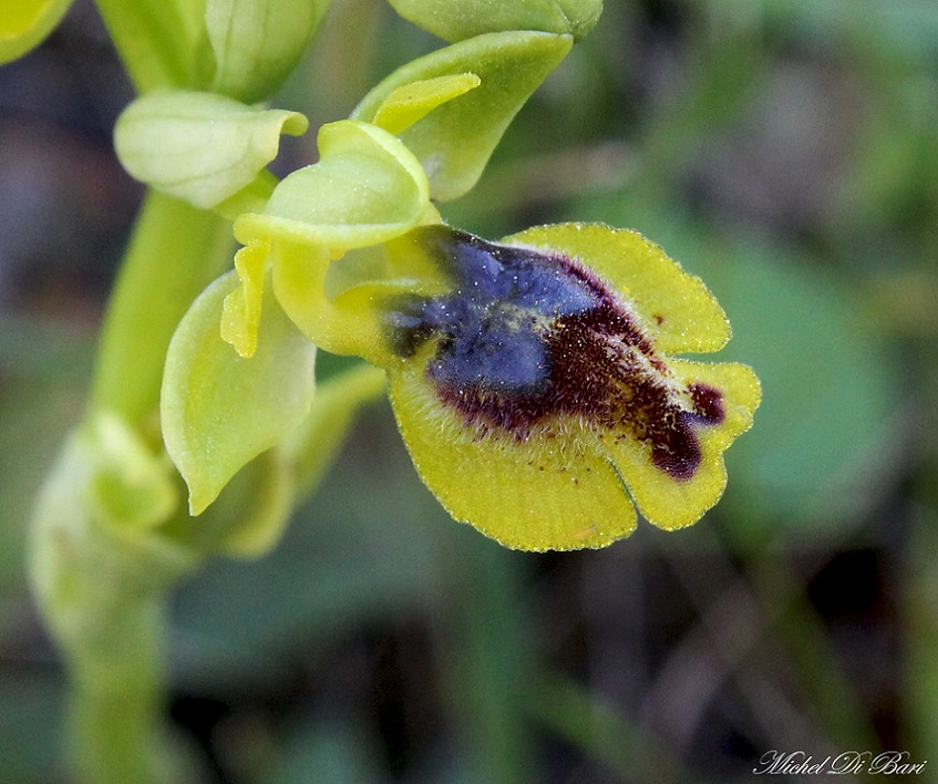 Ophrys da Id