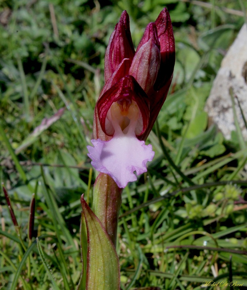 anacamptis papilionacea