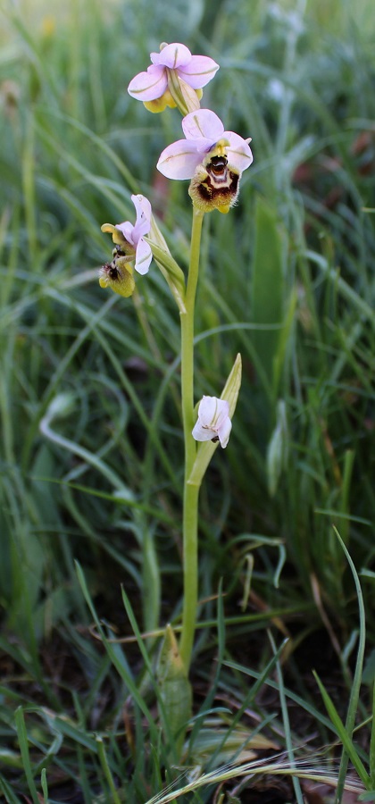 Tomaiolo Gargano - Ophrys tenthredinifera