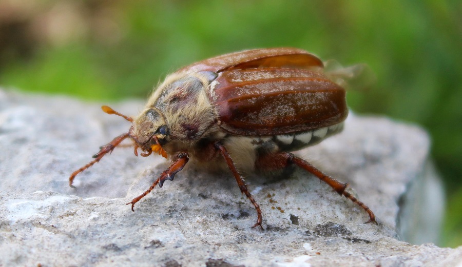 Melolontha pectoralis, femmina.