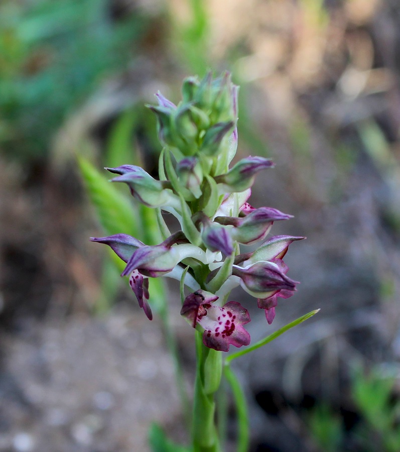 Anacamptis coriophora / Orchide cimicina