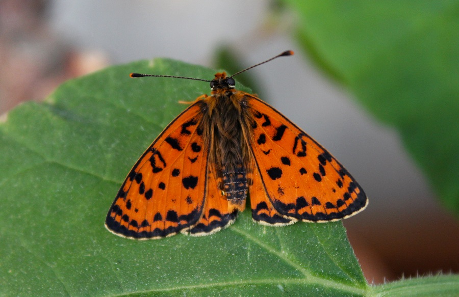 Melitaea didyma