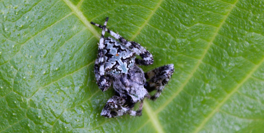 Maschio di Araneus circe - Ruggiano (FG)