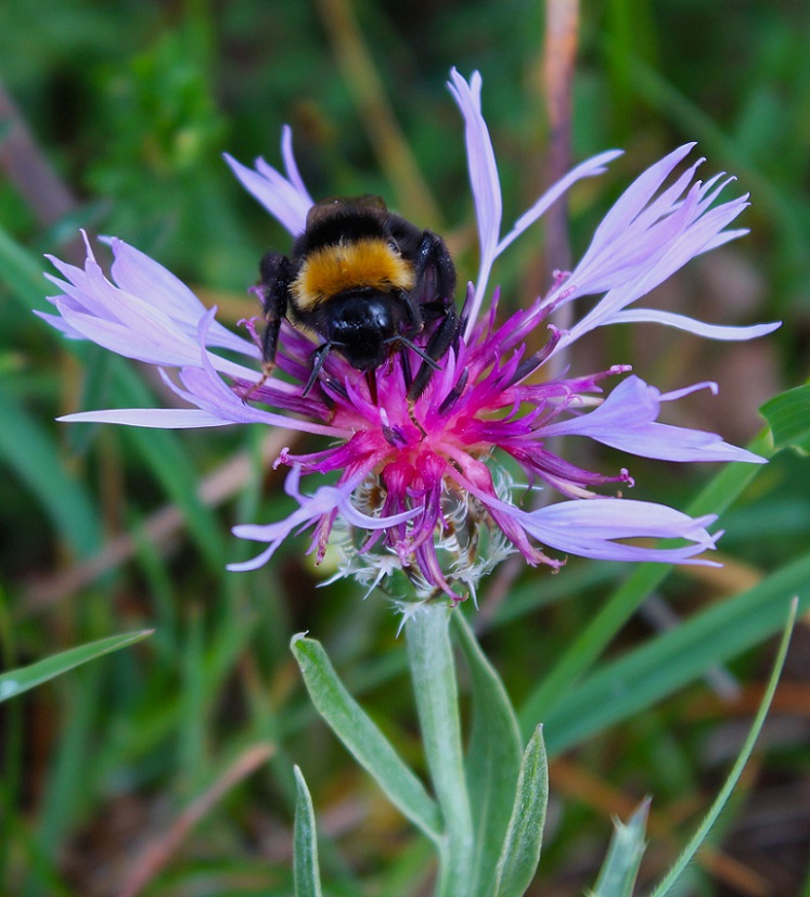 Quale bombo? Bombus (Bombus) sp. e Psithyrus sp. (cfr)