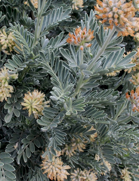 Anthyllis barba-jovis / Vulneraria barba di Giove