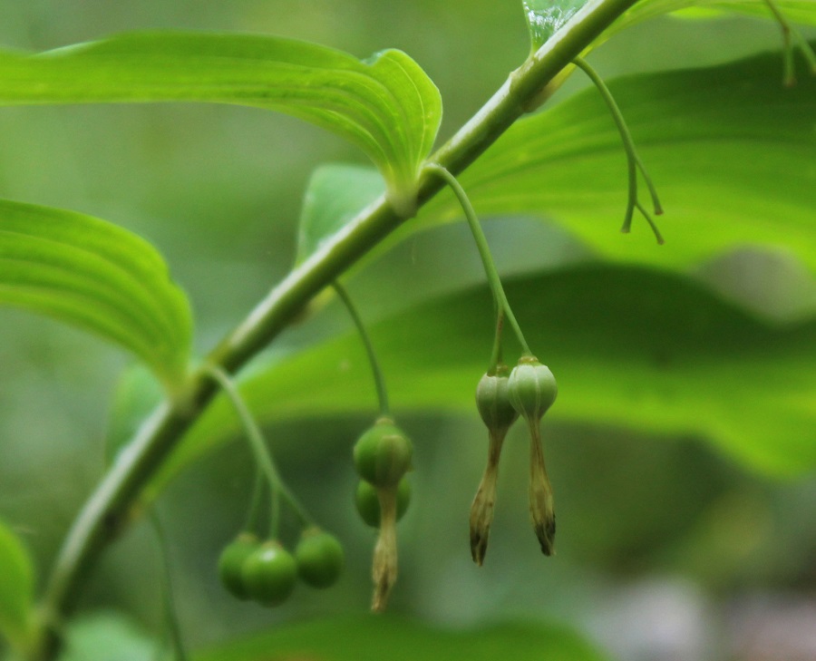 Sigillo di re Salomone - Polygonatum multiflorum