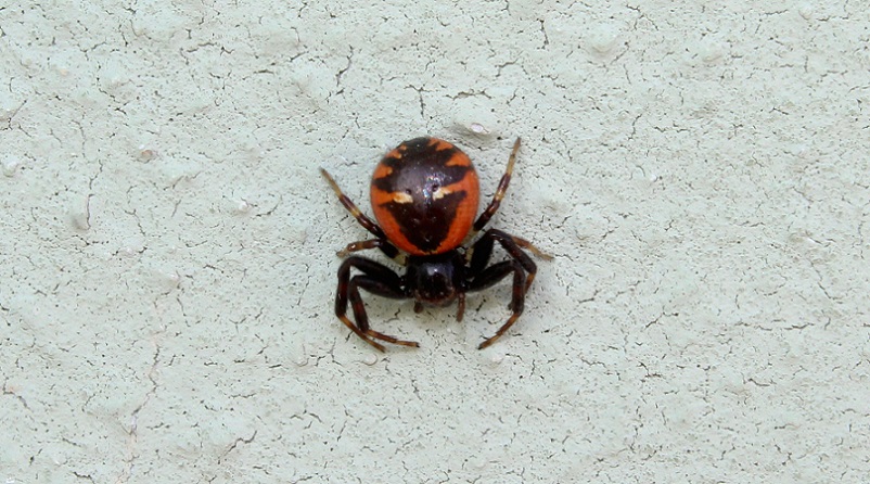Synema globosum - Manfredonia (FG)