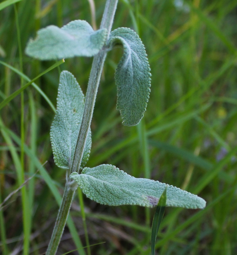 Stachys cretica / Betonica di Creta