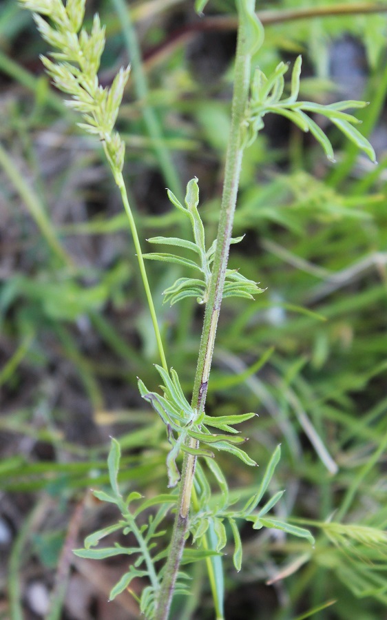 Centaurea deusta / Fiordaliso cicalino