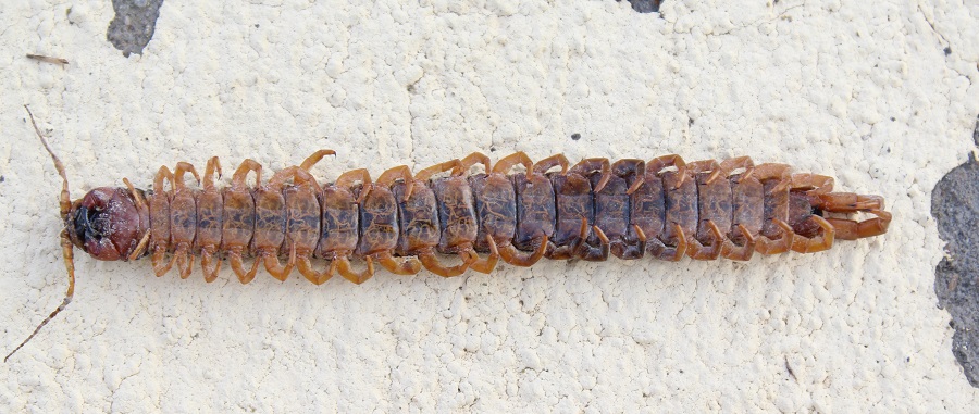 Scolopendra ?