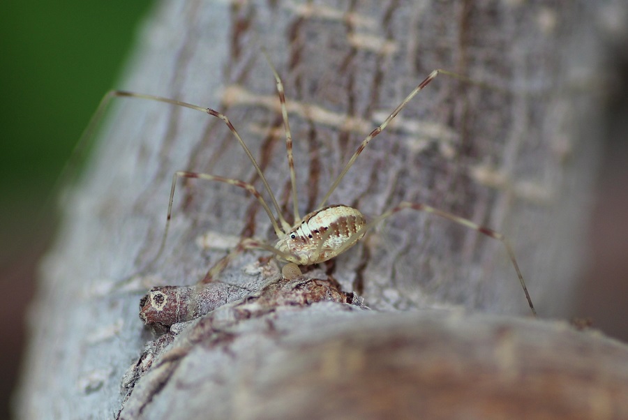 Opilio sp.