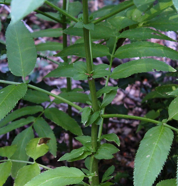 Sambucus ebulus