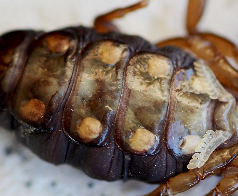 Euscorpius garganicus da Gargano, Puglia