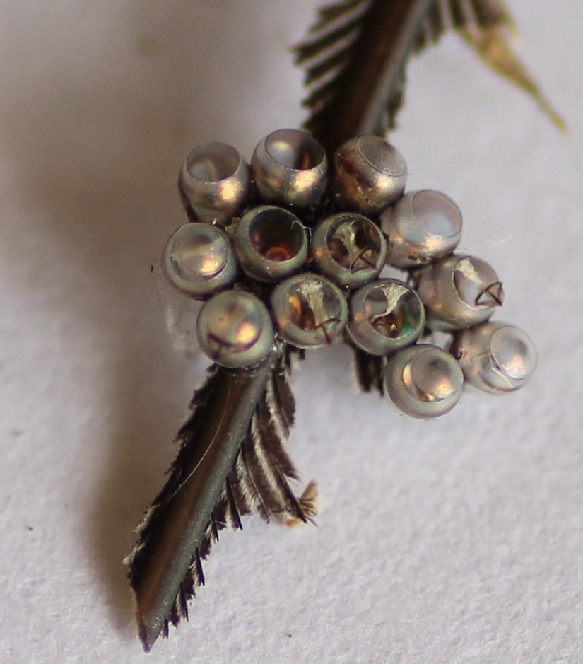 Uova di Pentatomidae