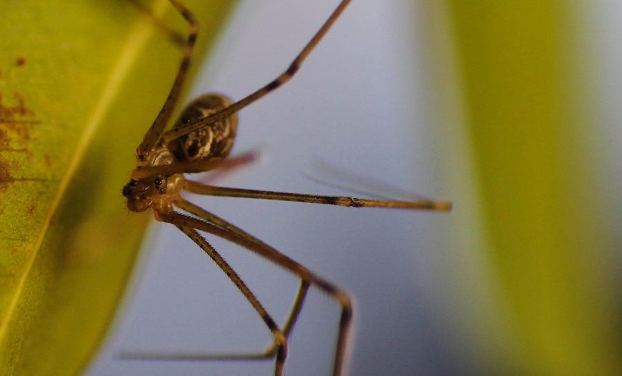 Holocnemus pluchei - Manfredonia Gargano (FG)