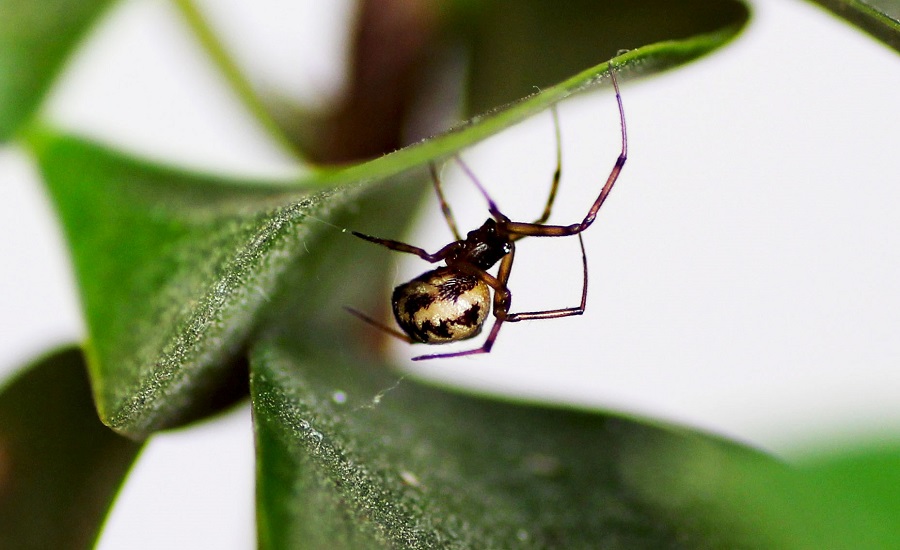 Steatoda triangulosa - Manfredonia Gargano (FG)