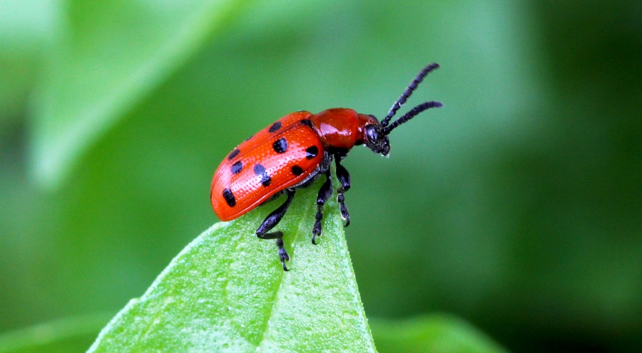 Crioceris duodecimpunctata, Chrysomelidae