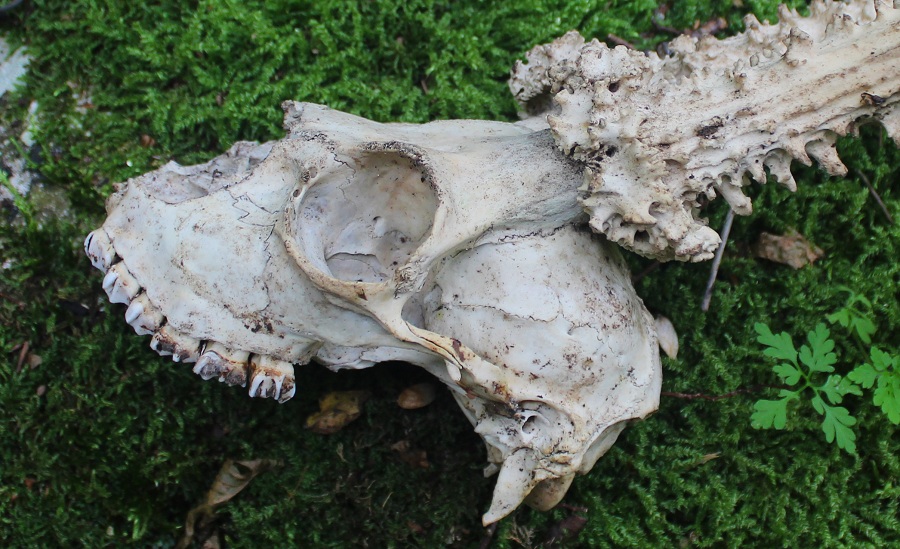 cranio di capriolo con palchi ?