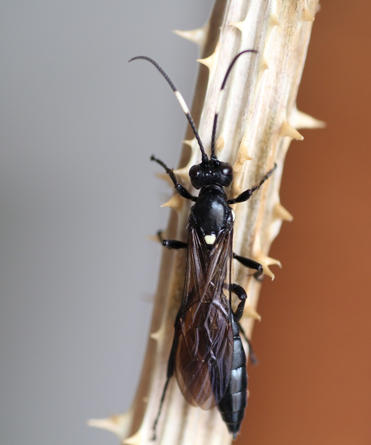 Ichneumonidae Ichneumoninae, femmine: gen. indet. e Lymantrichneumon disparis