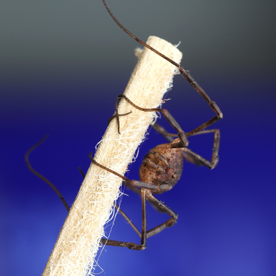 Odiellus coronatus (Phalangiidae)