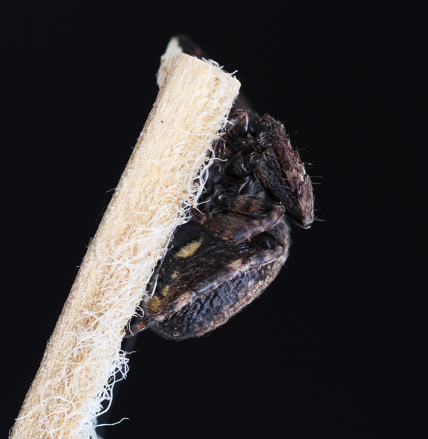 Nuctenea umbratica  - Ruggiano Gargano (FG)