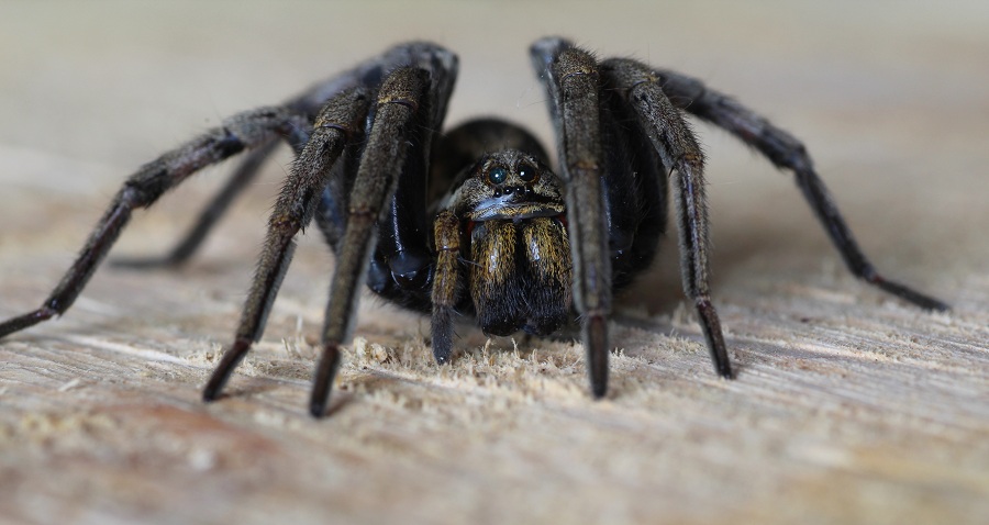 Hogna radiata, da vicino  -  Foresta Umbra Gargano (FG)