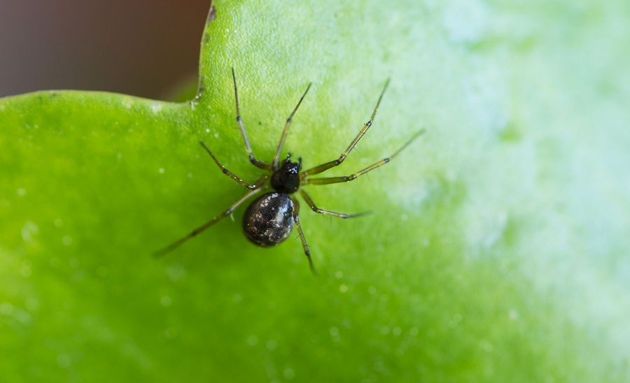 Linyphiidae: cfr. Leptiphanthes sp.  - Vieste (FG)