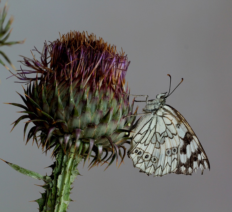 lepidottero da id - Melanargia russiae