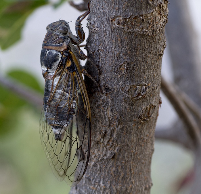 Cicadidae:  Cicada orni e Cicadatra atra (cfr.)