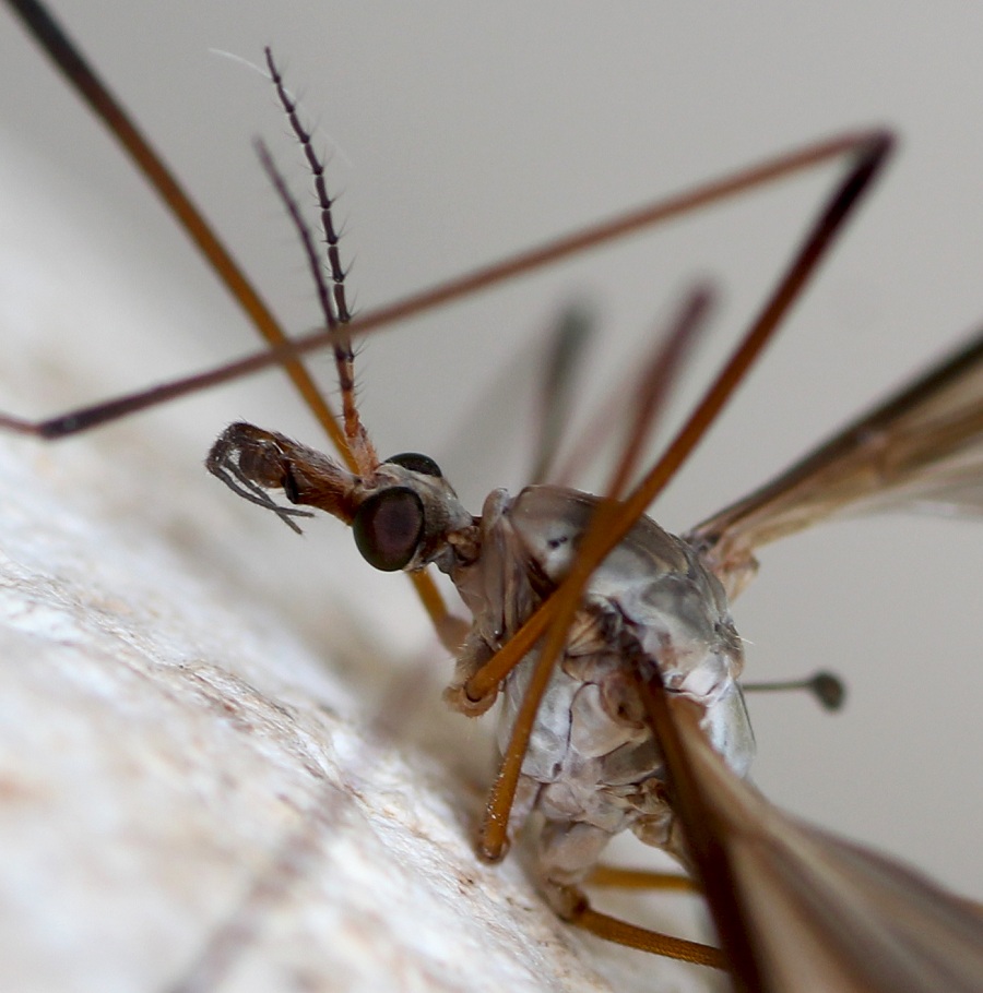 Tipulidae: Tipula sp., maschio