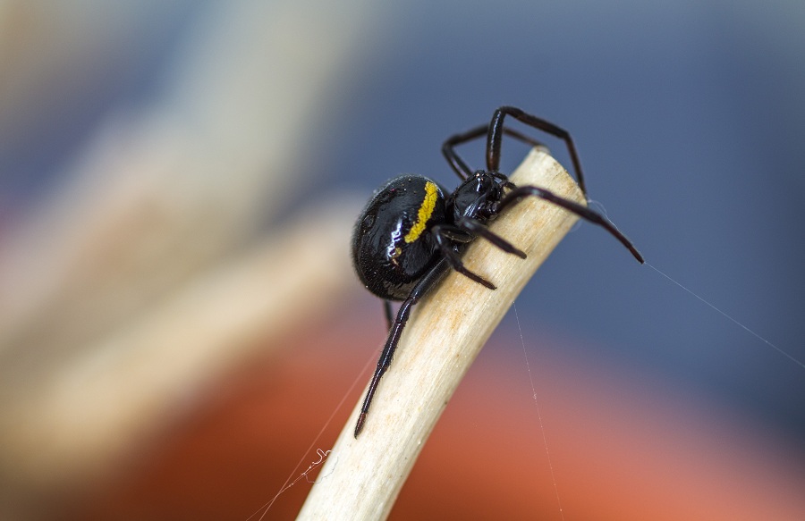 Steatoda paykulliana? S !   -   Monte Castellana S. G. Rotondo Gargano (FG)