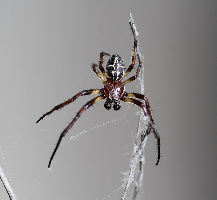 Larinioides cornutus ♂ - Gargano (FG)