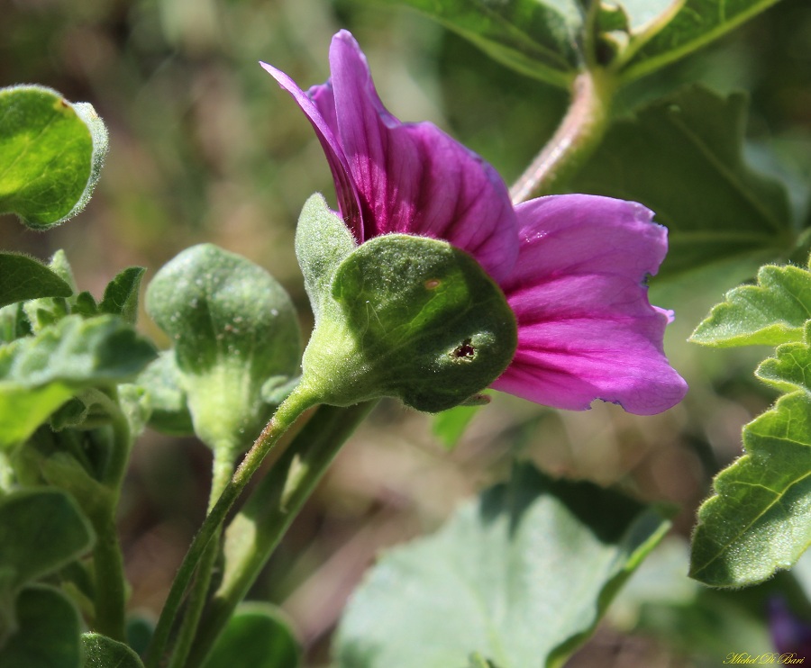 Malva veneta