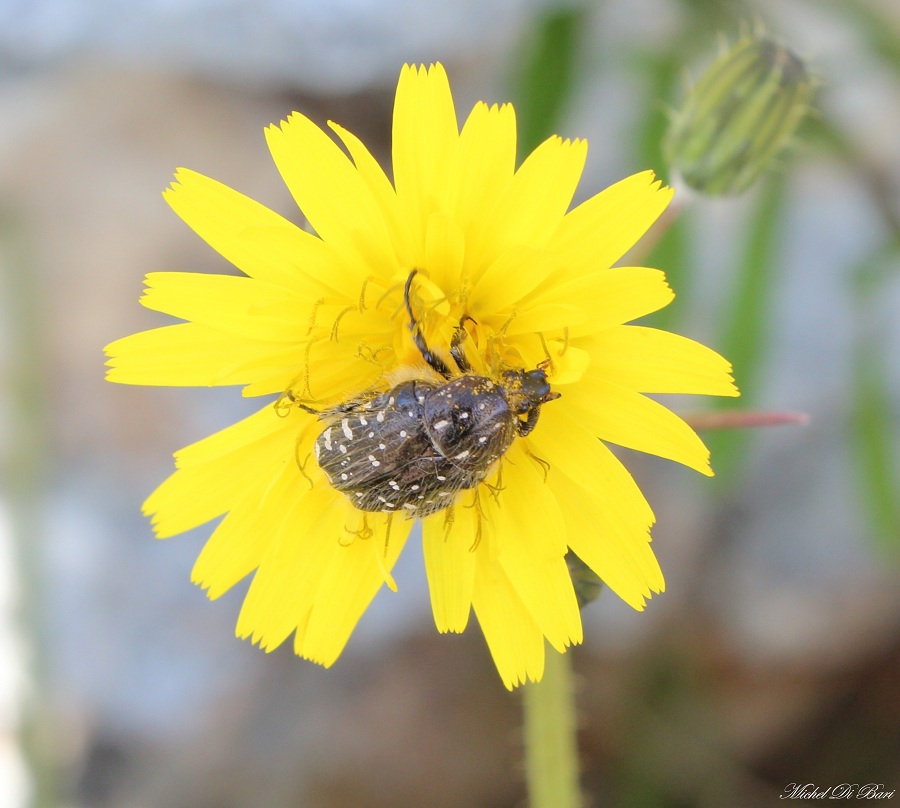 Oxythyrea funesta - Cetoniidae